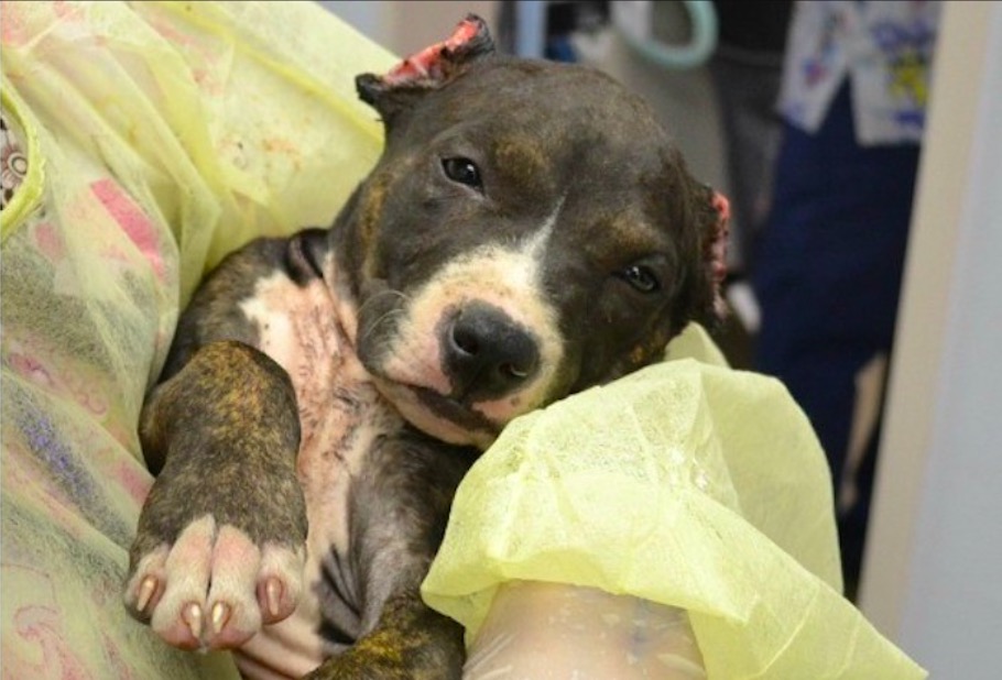 Tribunal de España declara que cortar orejas a los perros no es maltrato animal