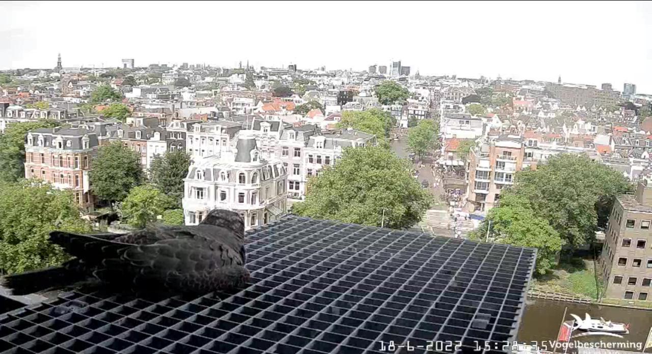 Amsterdam/Rijksmuseum screenshots © Beleef de Lente/Vogelbescherming Nederland - Pagina 29 Video-2022-06-18-153027-Moment-8
