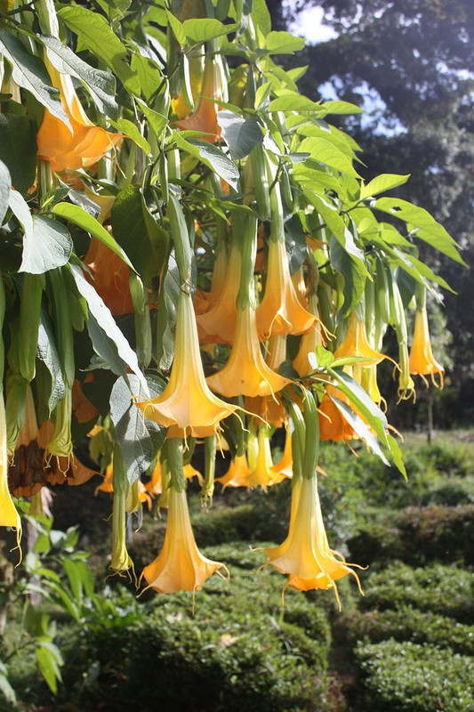 yellow-trumpet-flower.jpg