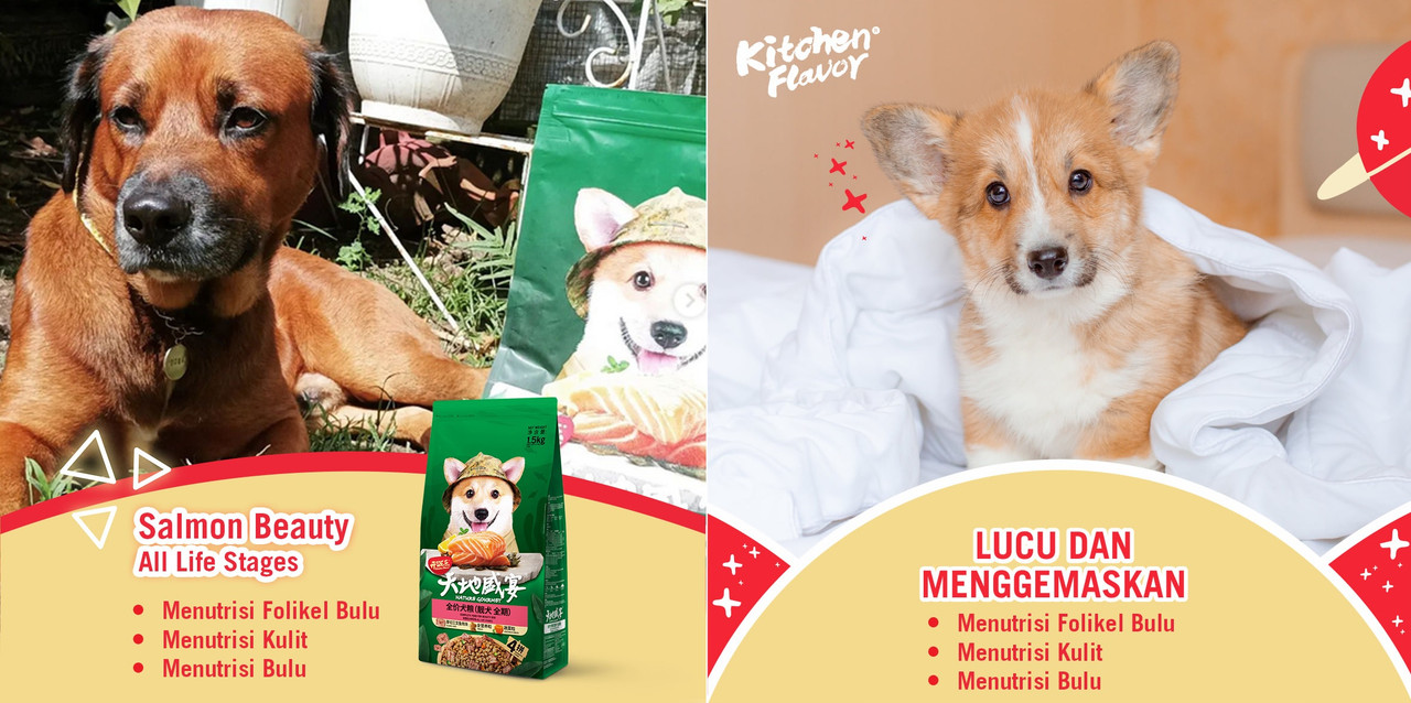 Promo Blackwood Dog Food All Stage Age Salmon & Rice Diskon 23% di Seller  Haura - Cilandak Timur, Kota Jakarta Selatan