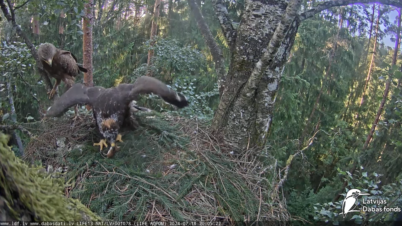 Mazais ērglis (Clanga pomarina), ligzda bērzā - LDF tiešraide 14-38-40 screenshot