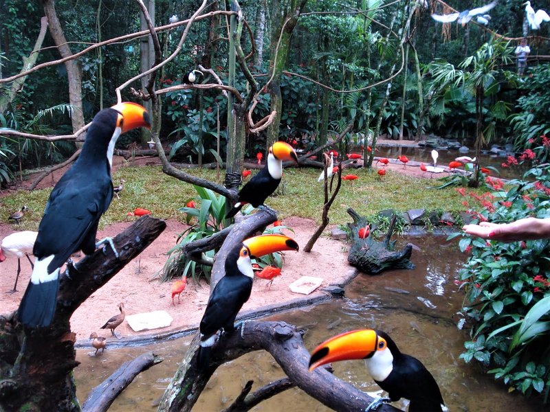 Parque de las Aves-25-2-2010 - Brasil y sus pueblos-2010 (10)