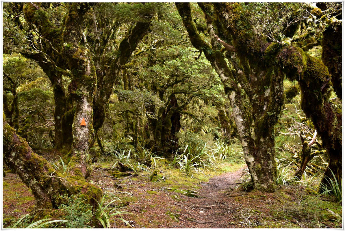 Kahurangi NP: Tableland/Mt Arthur Circuit (abril 2023) - Escapadas y rutas por la Nueva Zelanda menos conocida (19)
