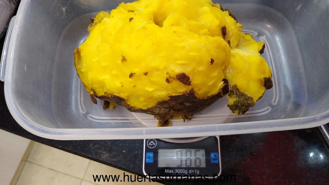 huertasurbanas_com_20200221_233000graviola_colonia_delicia-3