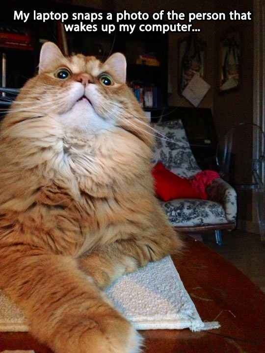 Cat Humor #8
