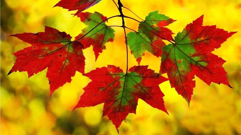 red_and_green_maple-1366x768