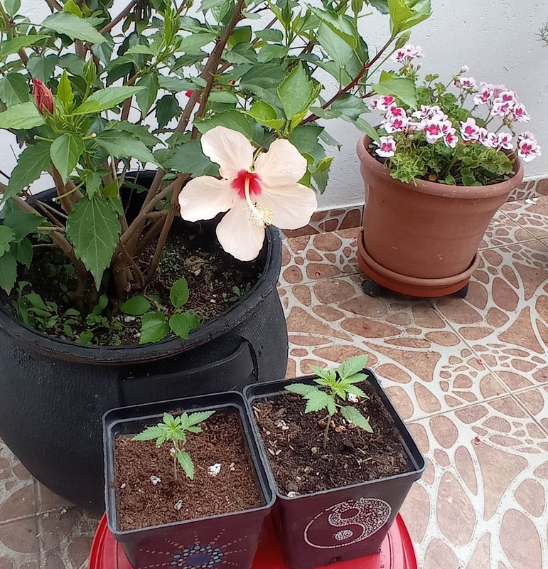 319062230_1208134610106299_5425688661213416028_n