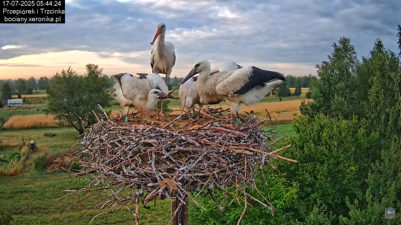 17072025bociany10