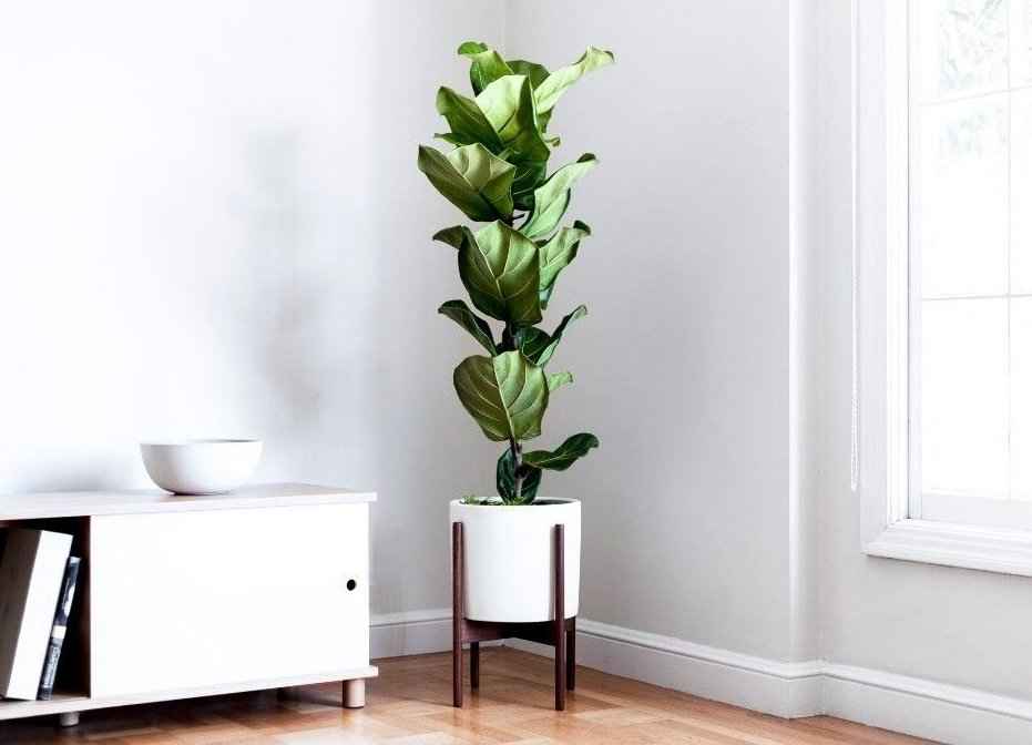 6.-Ficus-lyrata-Fiddle-Leaf-Fig-Tree-Indoor