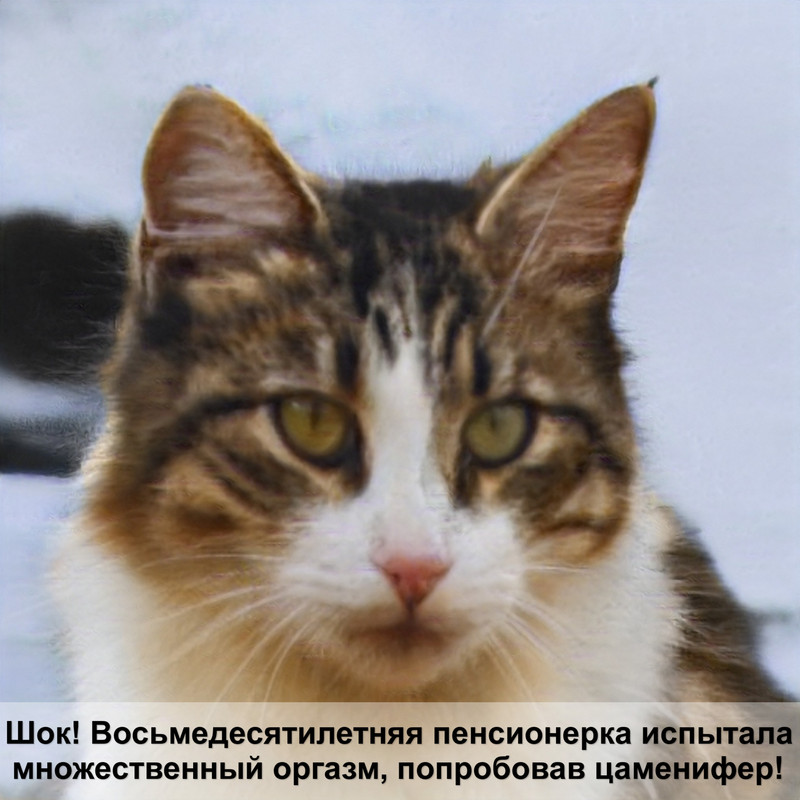 европейская кошка фото