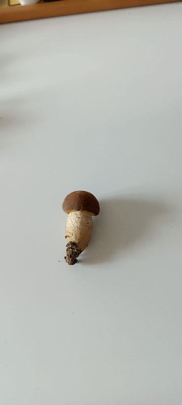 WhatsApp Image 2023-08-06 at 16.43.55 (3)