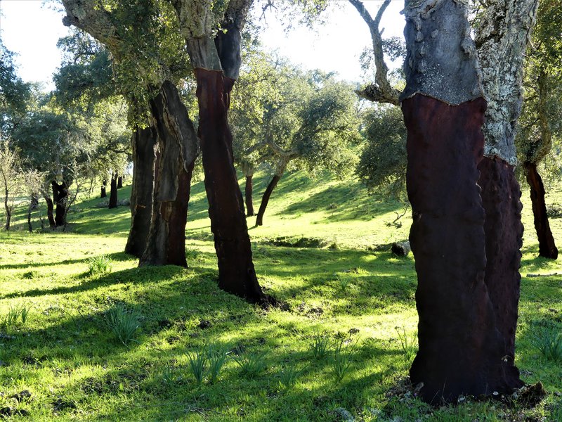 PARQUE NACIONAL DE MONFRAGÜE-2020/2023 - EXTREMADURA Y SUS PUEBLOS -2010-2023 (150)