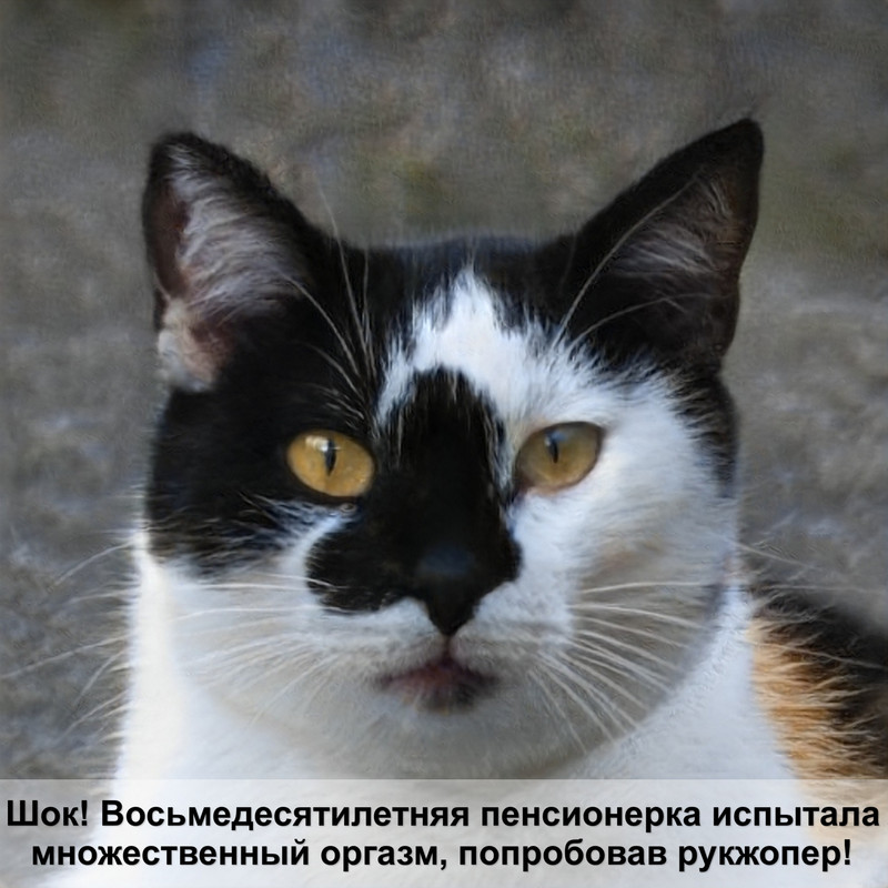 окрас серый полосатый кошки