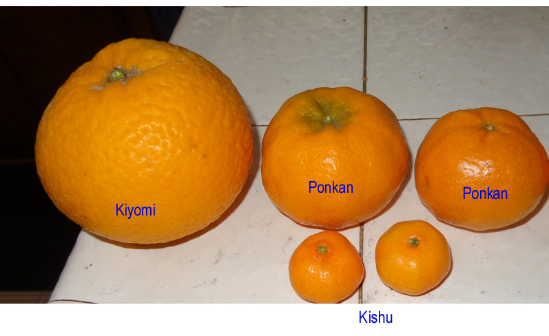 Taste-Compare(Kiyomi-Ponkan-Kishu)1