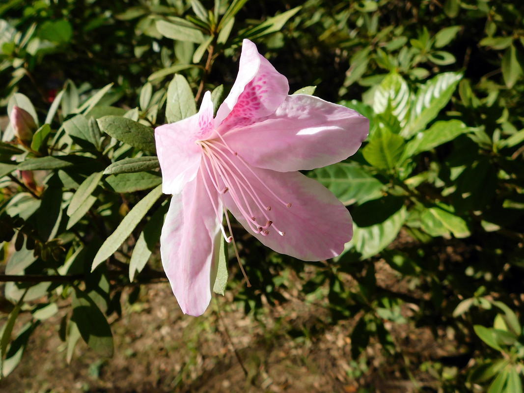DSCN0370.jpg