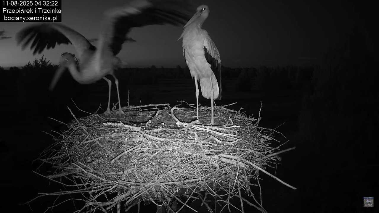 11082025bociany1