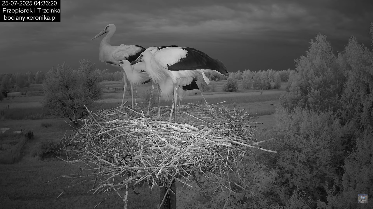 25072025bociany2