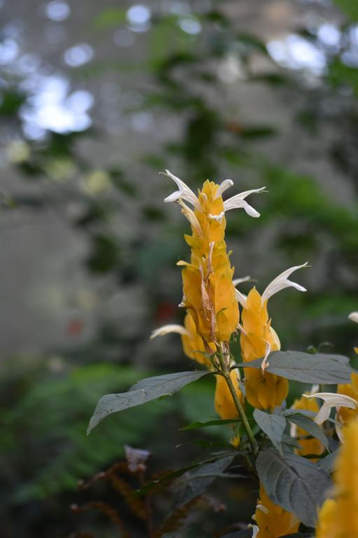 В джазе только девушки или аргентинско-бразильский калейдоскоп В джазе только девушки или аргентинско-бразильский калейдоскоп