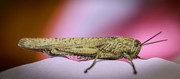 Desert Locust - JPB_0986-Edit