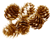 BC-ATaste-Of-Winter-El-58