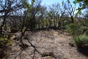 DSC-0019
