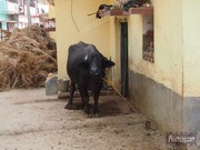 BBG&B12AStrollToSujataTemple - 7