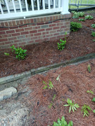 2023-04-28 [1] hydrangeas after transplant