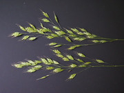 [Image: P6239482.jpg]