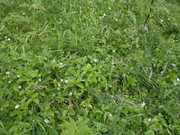 5 metsmaasikas õitseb