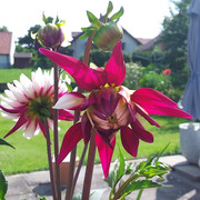 [Bild: 20210720-162841.jpg]
