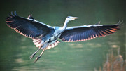Heron landing Terry Moore