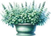 tk-Bunny-Kisses-plant4