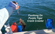 [Image: FOOTLONG-PT.jpg]