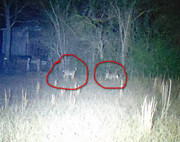 Deer 98 yards-Enlarged