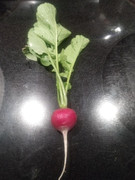 [Image: first-radish-of-2025.jpg]