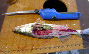 [Image: CRAWDAD-IN-WALLEYE.jpg]