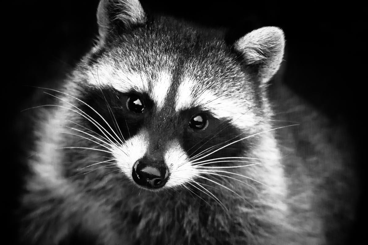 raccoon-portrait.jpg
