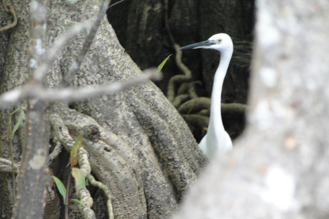 Bird 4
