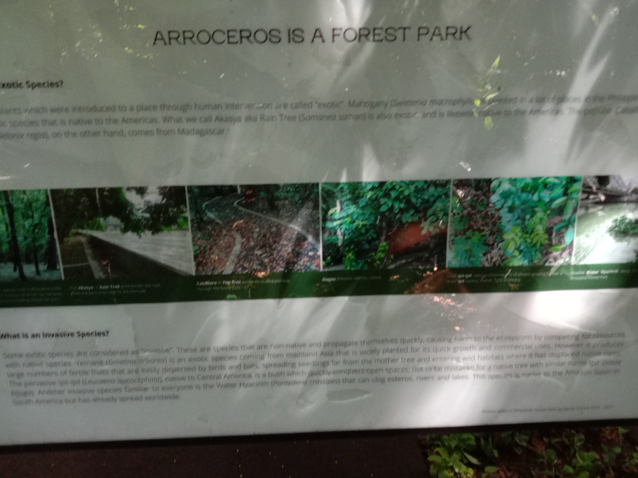 Arroceros Forest Park Manila Bagras20260715 142051