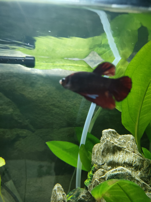 16723832539473891544310136802323