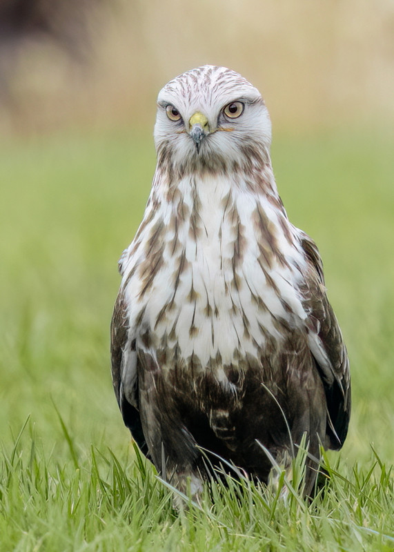 Ruigpootbuizerd, Friesland, 2024
