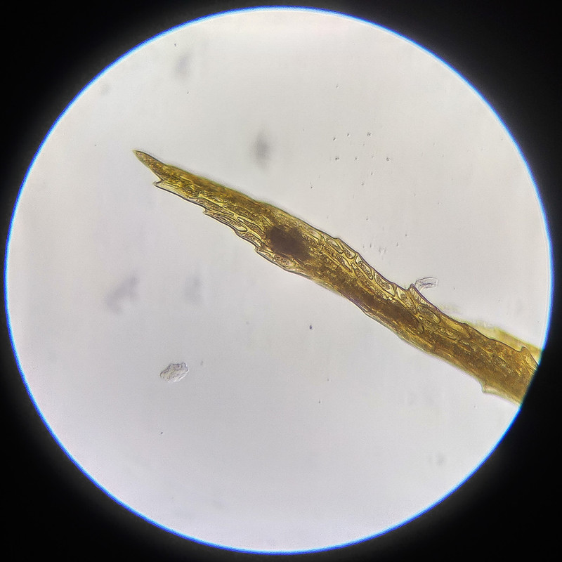 IMG 20250614 112148 HDR