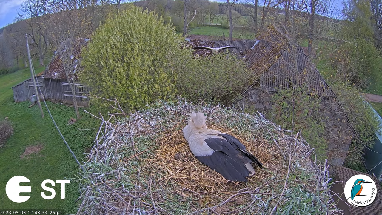 Baltie stārķi (Ciconia ciconia) Tukuma novadā - LDF tiešraide __ White storks in Tukums, Latvia 10-1