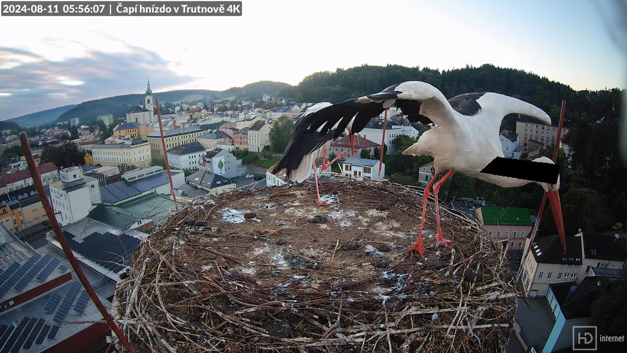 Živě z čapího hnízda na pivovarském komíně v Trutnově 8-24-20 screenshot (2)