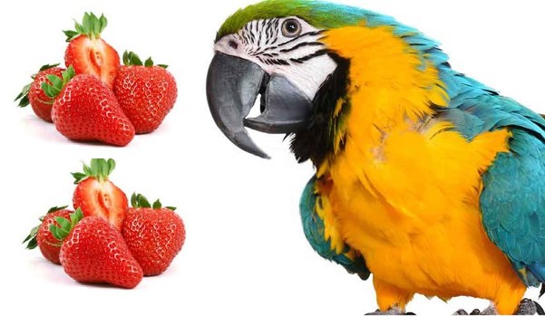 can parrots Have strawberries