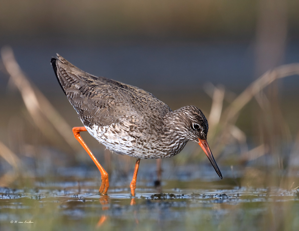 Tureluur in het natte deel van de Amerongse Bovenpolder