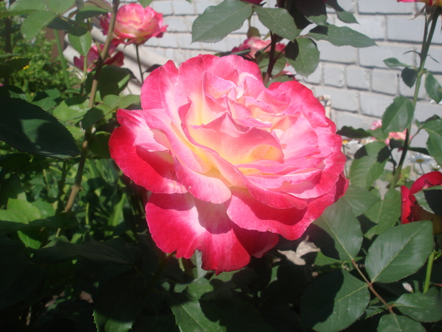DSC00786