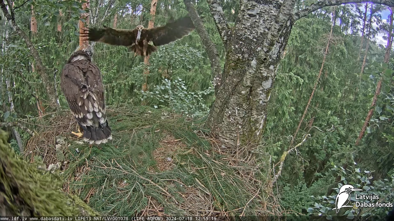 Mazais ērglis (Clanga pomarina), ligzda bērzā - LDF tiešraide 13-28-35 screenshot