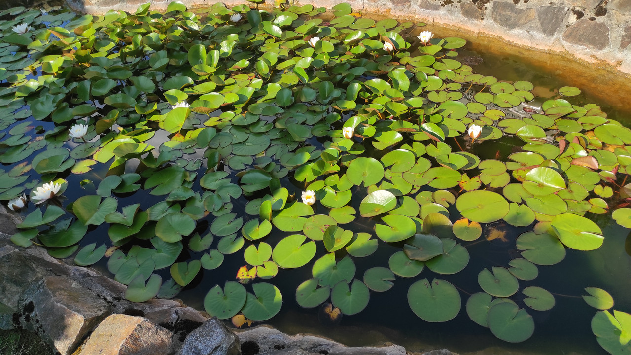 01.13 - IMG_20220615_170414 (Czesio1)