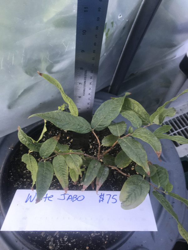 5ED694E3-8278-437F-9FCB-381C37B079BF